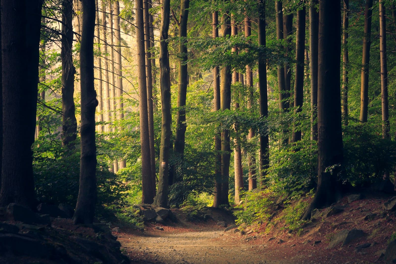 Sunlight through a green forest